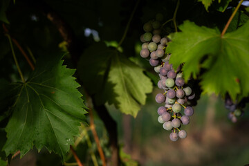 Green Vineyard Misty Morning Serene Landscape