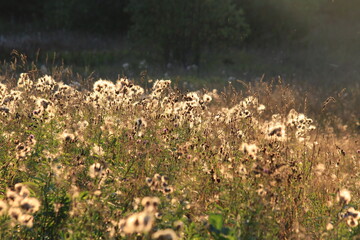 fluffy thickets of the thistle plant in the forest at the end of summer