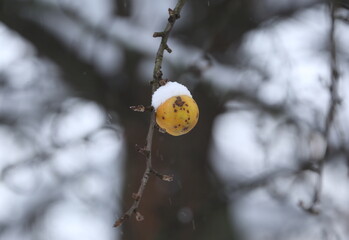 A lonely yellow apple hangs on a bare apple tree branch on a winter day