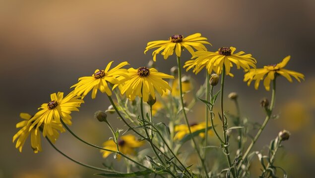 Lance-shaped Coreopsis blooms