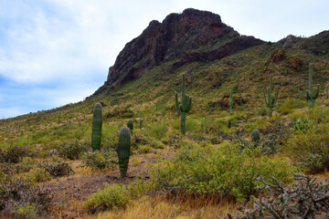 Sonoran Desert Arizona Picacho Peak State Park
