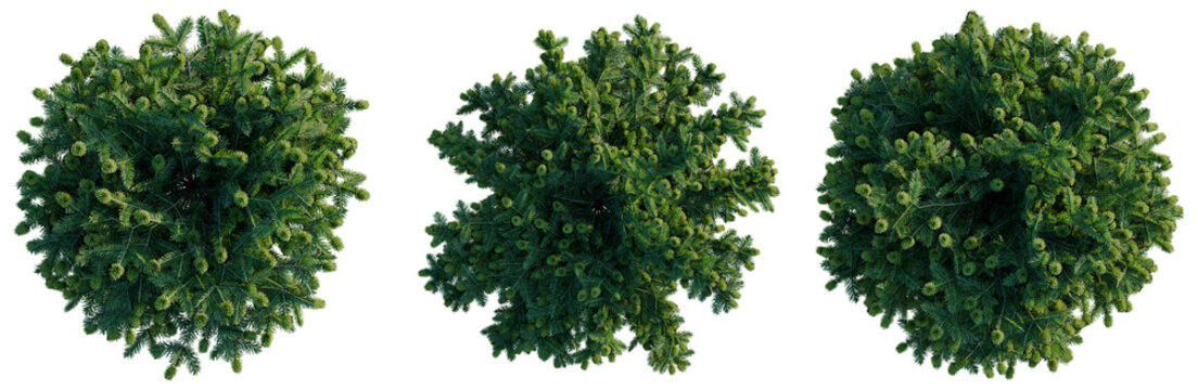 Abies balsamea Nana tree plan, top view, cutout, transparent background, isolate, good for architecture visualization, Evergreen tree collection aerial view for landscape design and forest scenes