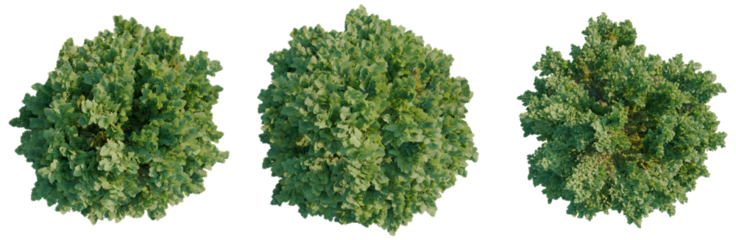 Chamaecyparis obtusa tree plan, top view, cutout, transparent background 4K PNG, isolate 