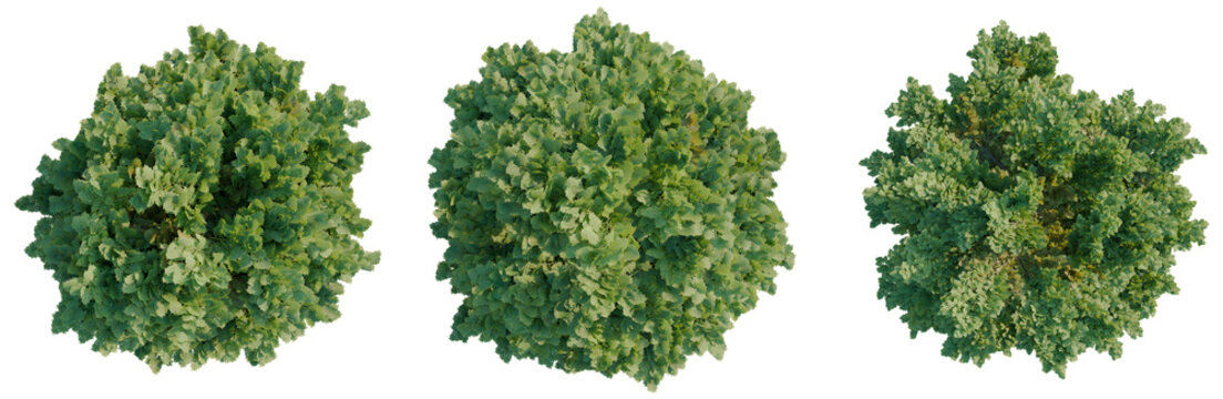 Chamaecyparis obtusa tree plan, top view, cutout, transparent background 4K PNG, isolate 