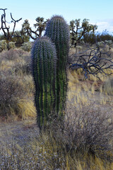 Young Saguaro Cactus Sonora desert Arizona