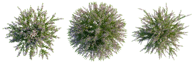 Culluna vulgaris tree plan, top view, cutout, transparent background 4K PNG, isolate 