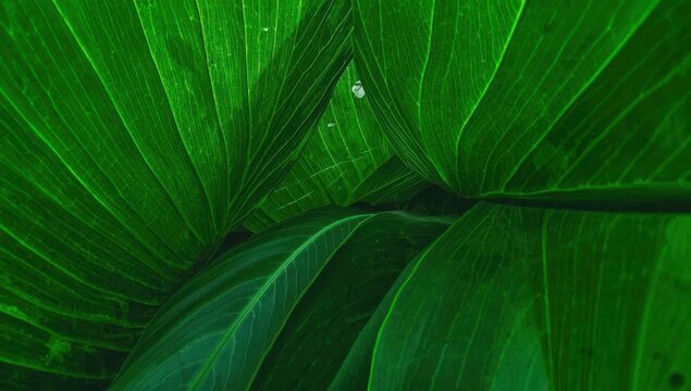 Large green leaves zoomed in