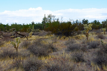 Landscape Sonoran Desert Arizona