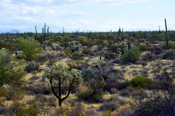 Landscape Sonoran Desert Arizona