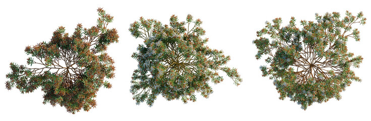 Fototapeta premium Ledum decumbens tree plan, top view, cutout, transparent background, isolate, good for architecture visualization, Blooming shrub with vibrant flowers, a natural floral arrangement for design projects