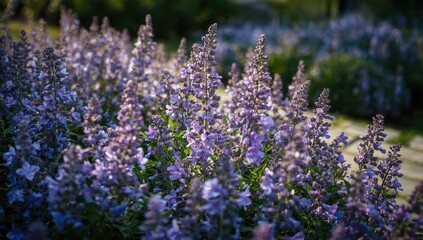 Lavender blooms in the yard