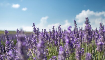 Lavender field under blue sky
