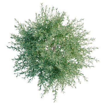 Salix purpurea tree plan, top view, cutout, transparent background, isolate, good for architecture visualization, Delicate Greenery Sprig Arrangement for Floral Design and Botanical Illustration