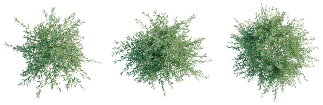 Salix purpurea tree plan, top view, cutout, transparent background, isolate, good for architecture visualization, Willow Branch Collection - Realistic Greenery for Design Projects and Illustrations