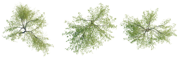Salix tristis tree plan, top view, cutout, transparent background, isolate, good for architecture visualization, Green tree crown from above, lush foliage, natural springtime tree canopy png © DH Tree Stock