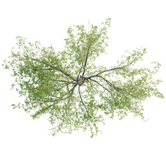 Obraz premium Salix tristis tree plan, top view, cutout, transparent background, isolate, good for architecture visualization, Green Tree Branches Seen From Above - A Springtime Botanical Element