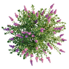 Spiraea douglasii tree plan, top view, cutout, transparent background, isolate, good for architecture visualization, Vibrant Lilac Bush with Purple Flowers - A Beautiful Floral Arrangement © DH Tree Stock