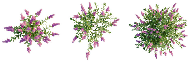 Spiraea douglasii tree plan, top view, cutout, transparent background, isolate, good for...