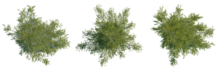 Tsuga mertensiana tree plan, top view, cutout, transparent background, isolate, good for architecture visualization, Green weeping willow branches collection for landscape design and nature scenes