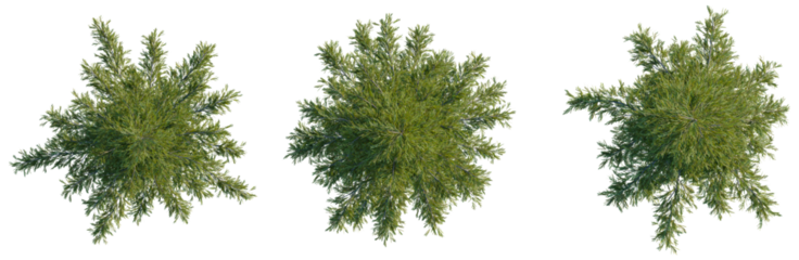 Tsuga mertensiana tree plan, top view, cutout, transparent background 4K PNG, isolate 