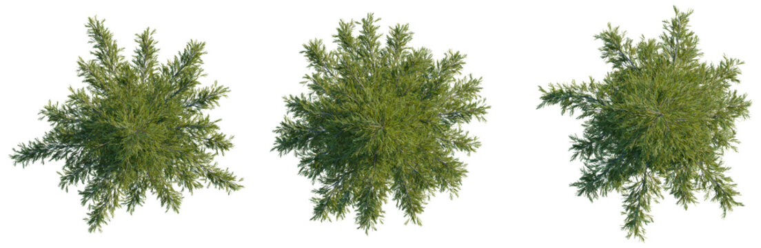 Tsuga mertensiana tree plan, top view, cutout, transparent background 4K PNG, isolate 