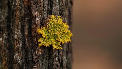 Lichen on tree bark