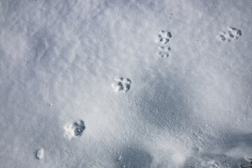 zima, śnieg, puch, biel, lód, mróz, kryształki, biało, ślady, © Estera