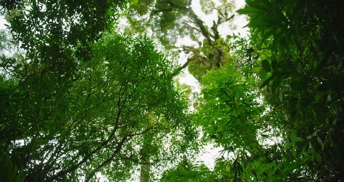 Rainforest canopy with tall trees and bright green leaves seen on a summer day