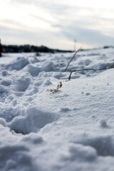 zima, śnieg, puch, biel, lód, mróz, kryształki, biało, ślady, © Estera