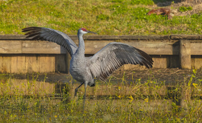 A solo sandhill crane stands with its wings spread wide, creating a powerful and striking display. The extended wings showcase detailed feathers and a sense of balance and strength. Set against a natu