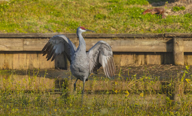 A solo sandhill crane stands with its wings spread wide, creating a powerful and striking display. The extended wings showcase detailed feathers and a sense of balance and strength. Set against a natu