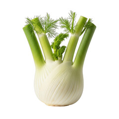 A close up view of fresh fennel stalks and bulb showcasing vibrant green and white hues on transparent background
