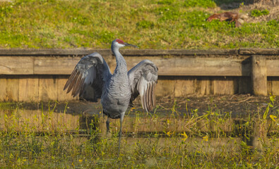 A solo sandhill crane stands with its wings spread wide, creating a powerful and striking display. The extended wings showcase detailed feathers and a sense of balance and strength. Set against a natu