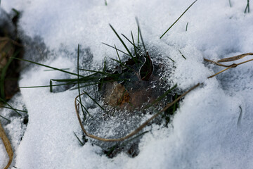 zima, śnieg, puch, biel, lód, mróz, kryształki, biało, ślady, © Estera