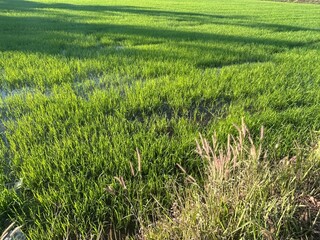 rice field in the morning