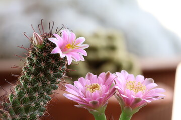 Several pink cactus flowers, both blooming and in bud, reveal their yellow stamens in the afternoon.