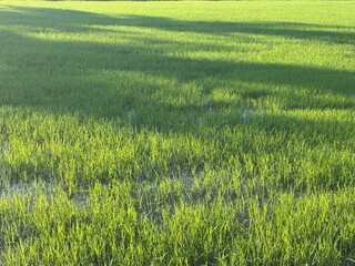 green rice field