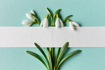 Snowdrop flowers on pastel blue background with white blank banner, delicate spring floral arrangement with green leaves and empty space for greeting card or holiday text