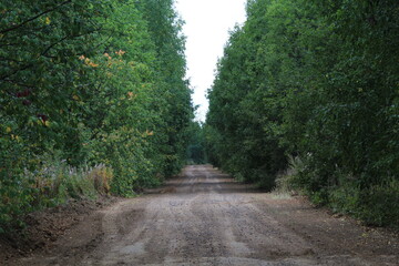 Fototapeta premium an old dirt road in a dense forest on a sunny summer day