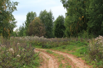 A dirt road makes a sharp turn in a dense forest on a sunny summer day