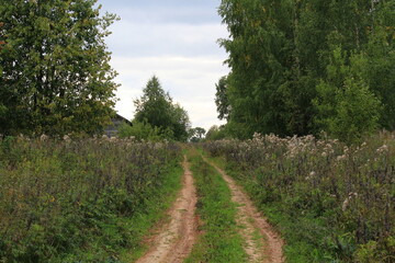 An old road in an abandoned and overgrown forest village at the end of summer