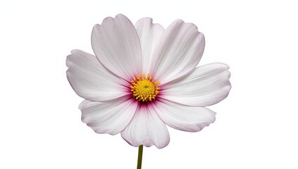 Lone white and pink cosmos bloom on clear backdrop