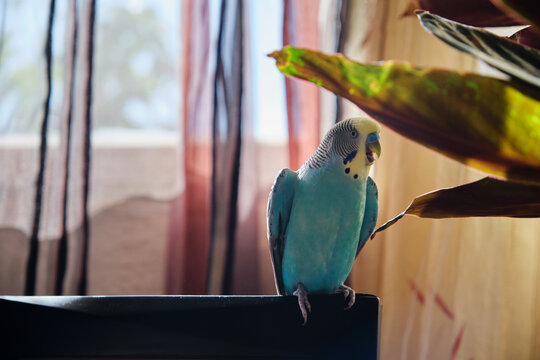 Blue Budgie Chirps on Branch