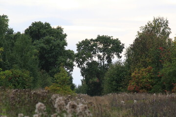 landscape with trees