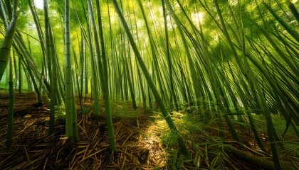 Lush bamboo forest with sunlight filtering through the dense stalks.