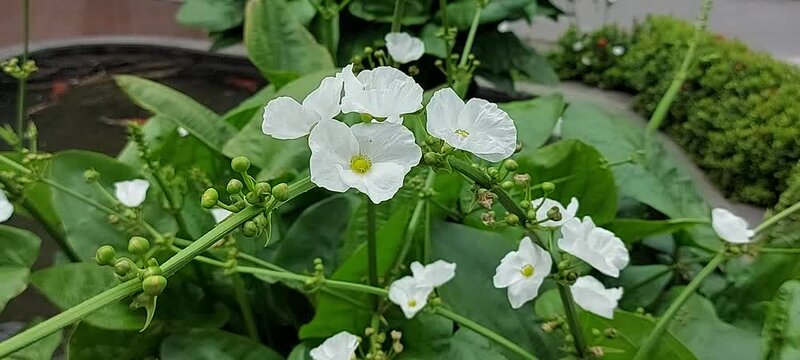 Echinodorus palifolius flower, blooming on a sunny day in front housegarden, white beautiful flower with yellow pollen at the centre of flower.