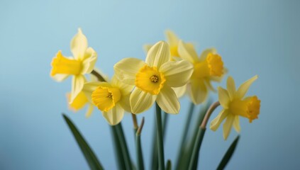 Fototapeta premium Lovely daffodils against a blue backdrop