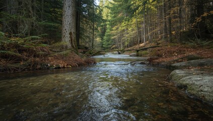 Obraz premium Lovely creek in pine woods