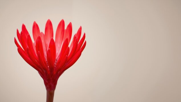 Lovely crimson bloom of guzmania conifera