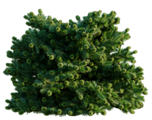 Abies balsamea Nana tree, front view, cutout, transparent background, isolate, architecture visualization, Lush Evergreen Conifer Branch with Realistic Needle Texture, Ideal for Seasonal Designs